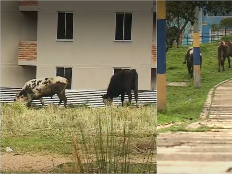 29 vacas viven al interior de una vivienda en Bogotá: propietarios se niegan a sacarlas y autoridades dan ‘ultimátum’