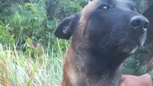 Perro Oliver atacado por animal salvaje.