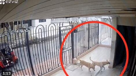 Perros se roban bolsas de carne de una casa.