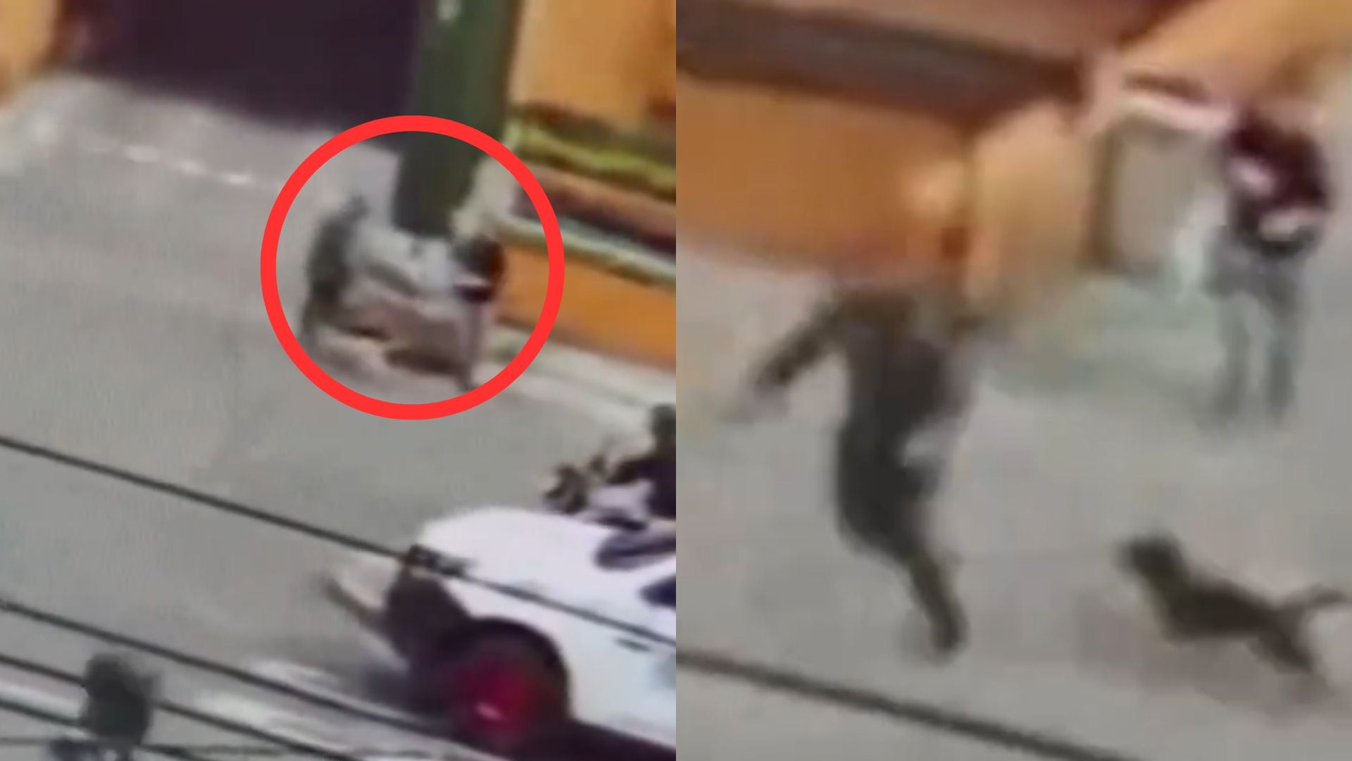 Ladrón fue mordido por perros en Bogotá