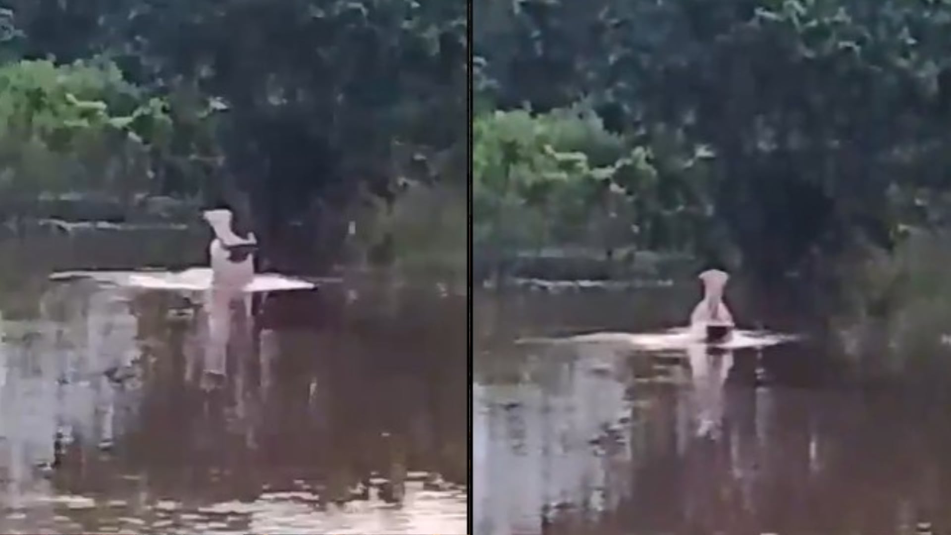 Hipopótamos en Barrancabermeja