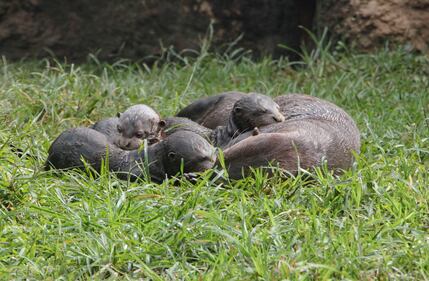 Nacieron tres nutrias gigantes en el zoológico de Cali.