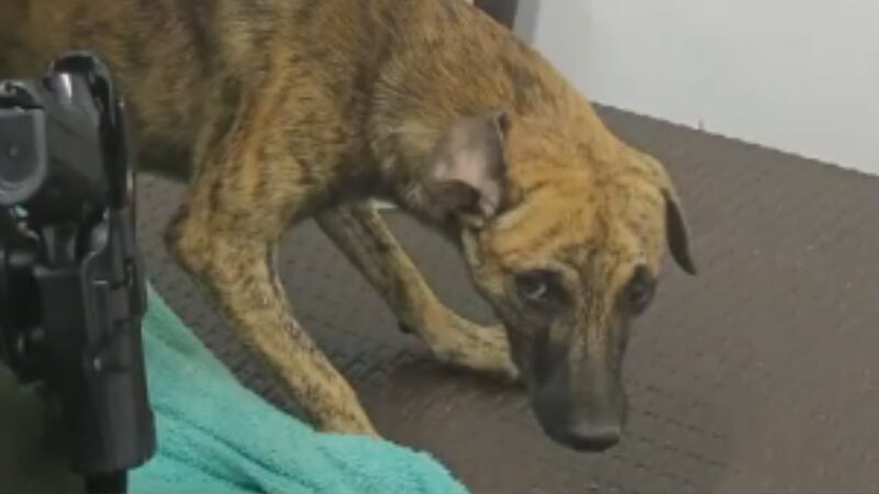 “Ese no es el perro”: Dicen tras la entrega del agresor con un perro dentro de un guacal