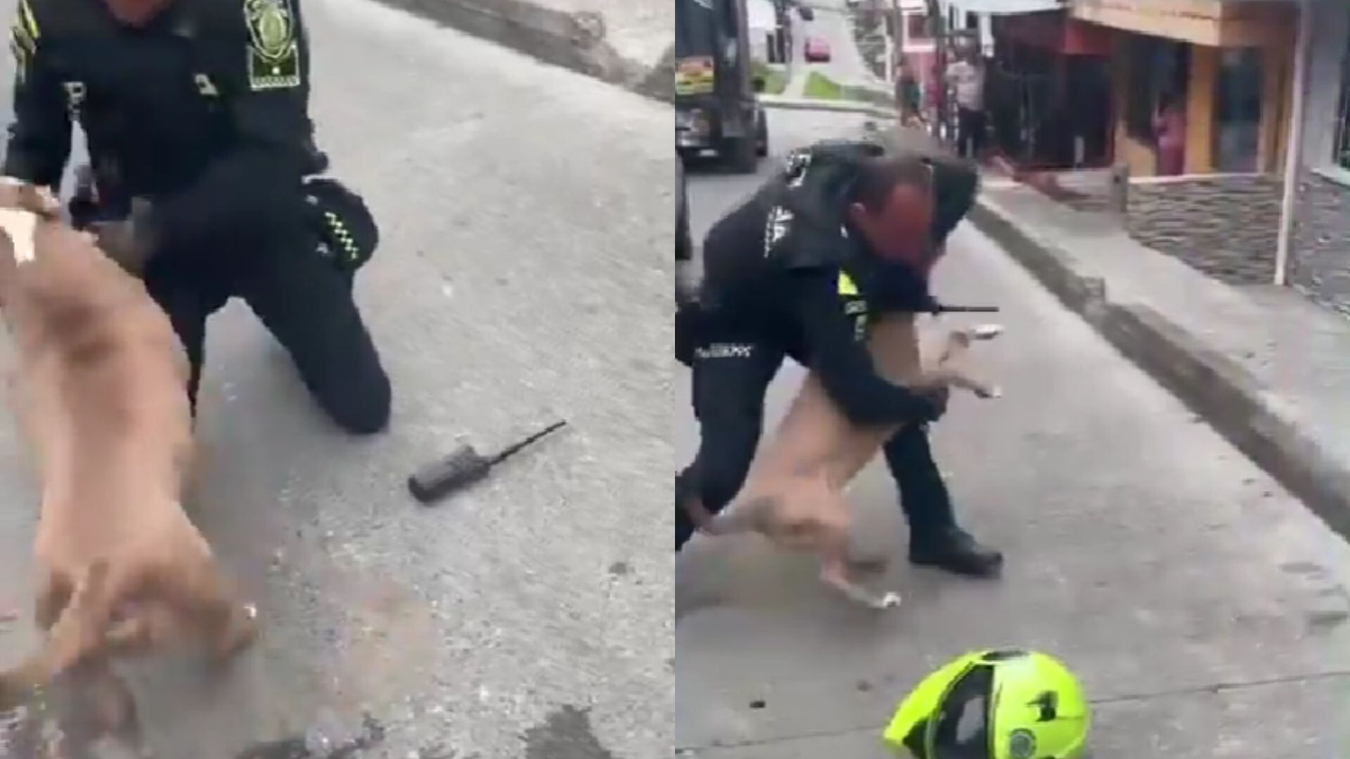 Pitbull asesinado por la Policía