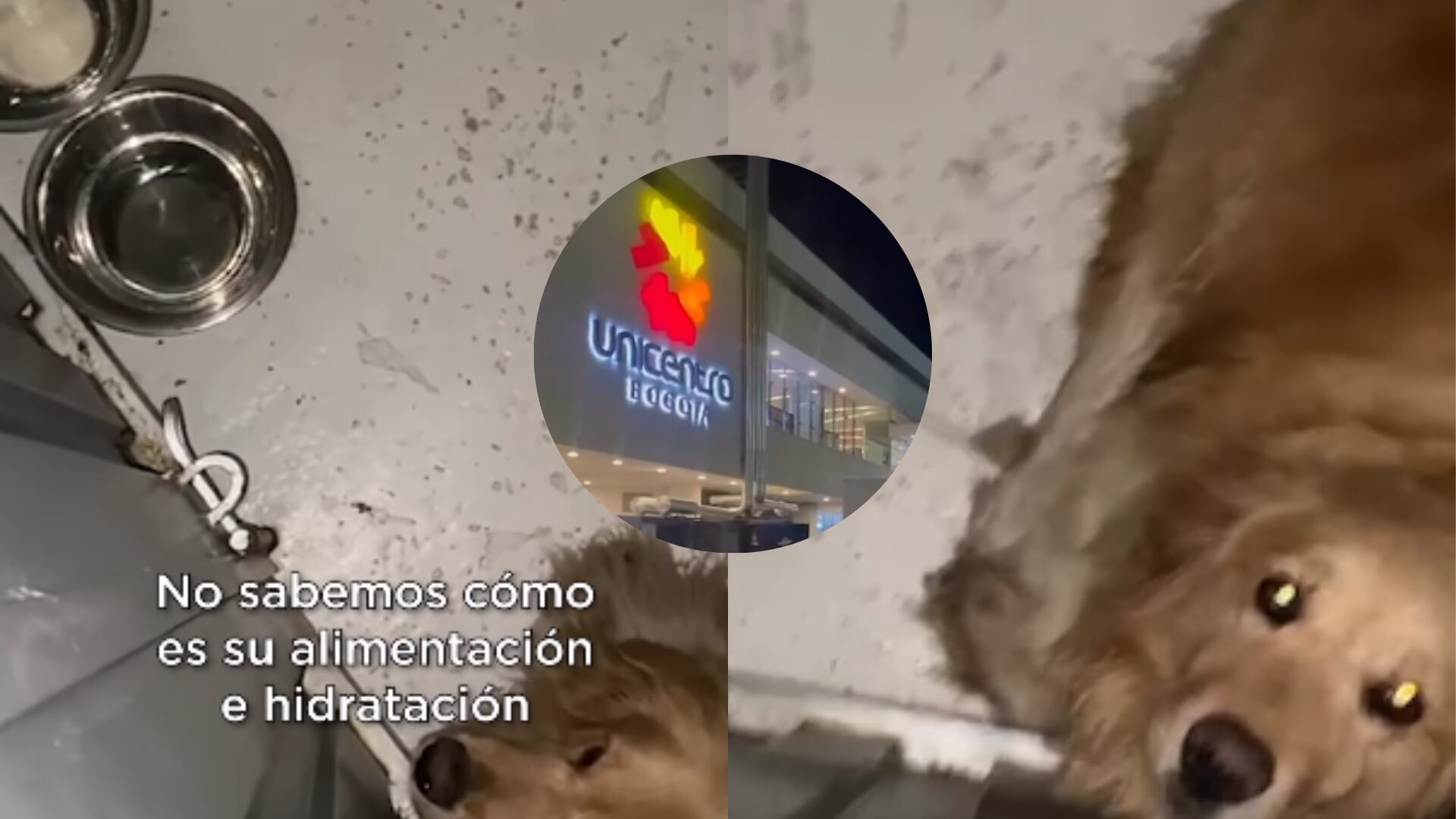Denuncian a Unicentro otra vez por tener a sus perros en pésimas condiciones: no tienen cama o agua