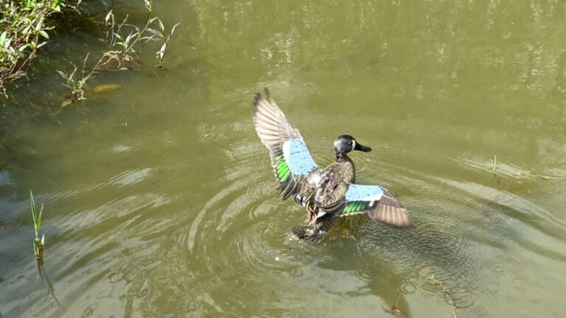 Hermosa ave de plumas azules viajó desde Estados Unidos hasta Santander: tuvo que ser auxiliada