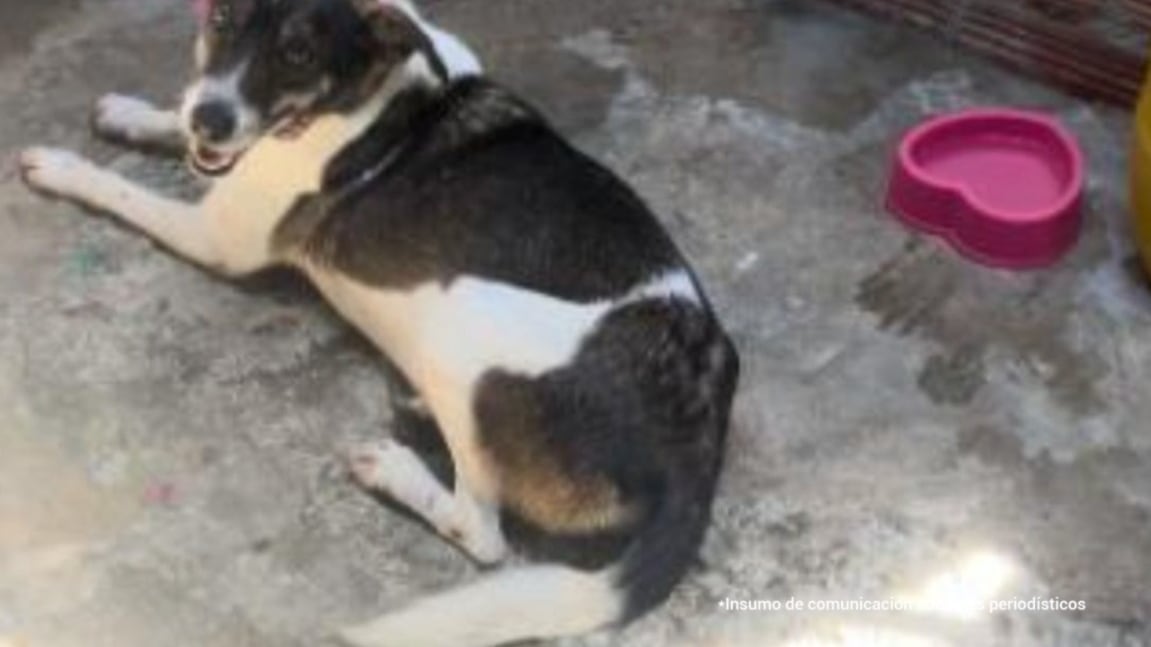 Condenan al hombre que atacó brutalmente a una perrita en Ibagué.