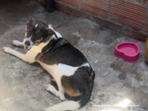 Condenan al hombre que atacó brutalmente con un palo a una perrita en Ibagué