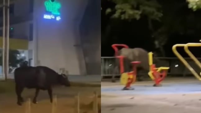 Video de un búfalo que se pasea en Montería.