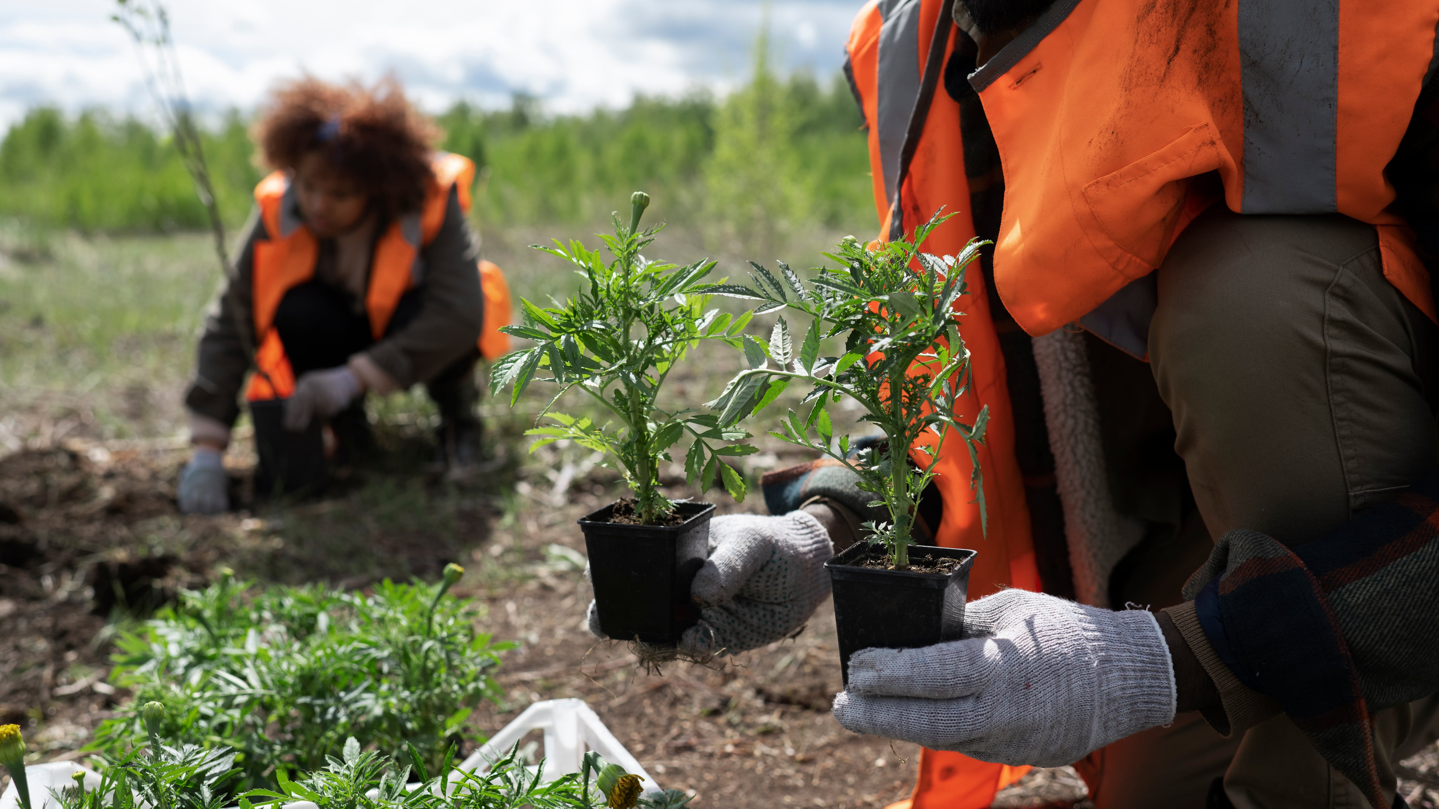 Aunque reforestar ha sido una de las mejores acciones para repoblar los bosques, esta alternativa puede llegar a ser riesgosa si no se tienen los conocimientos necesarios para que su efecto sea beneficio para el medio ambiente