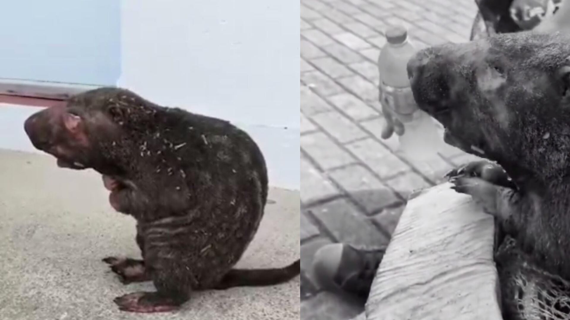 El sentido mensaje tras fallecimiento de la Guagua loba que resultó quemada durante incendio en Norte de Santander