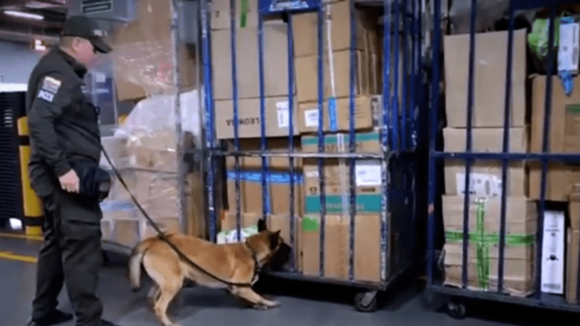 Policía incautó 100 kilos de marihuana en el aeropuerto El Dorado gracias a una canina antinarcóticos