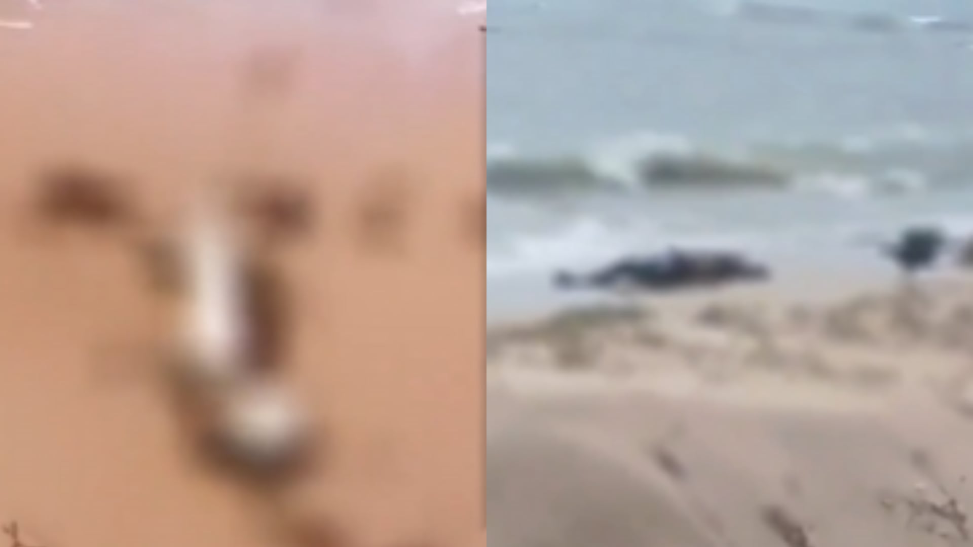 Encuentran cuerpos sin vida en las costas de La Guajira: el presidente Petro pide investigación urgente