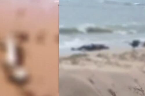 Encuentran cuerpos sin vida en las costas de La Guajira: el presidente Petro pide investigación urgente