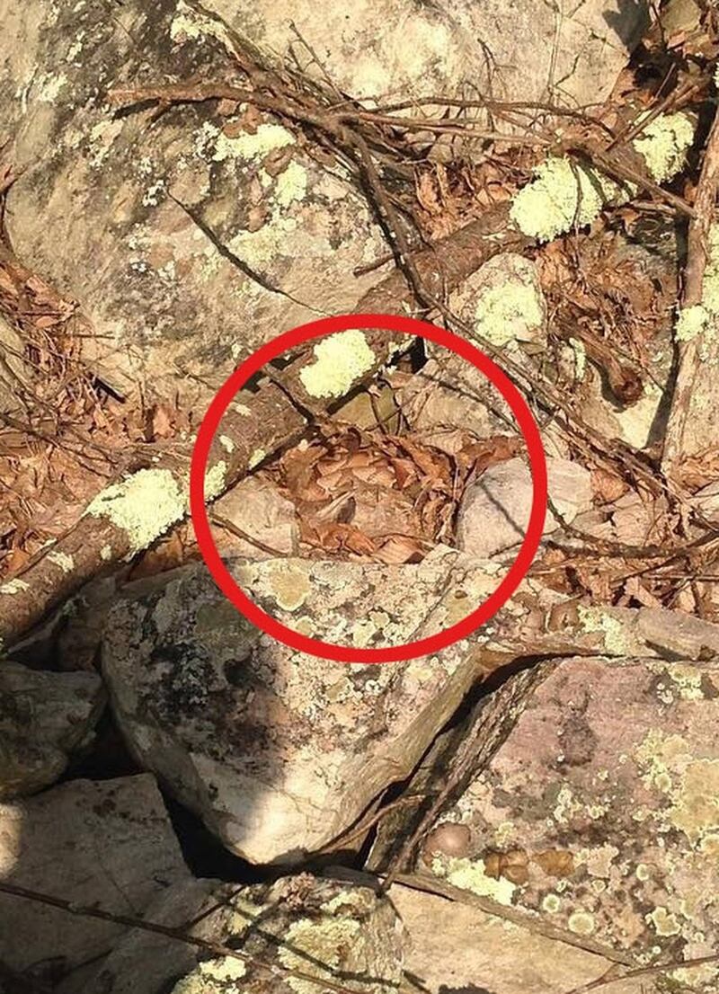 Hay una serpiente camuflada en esta foto