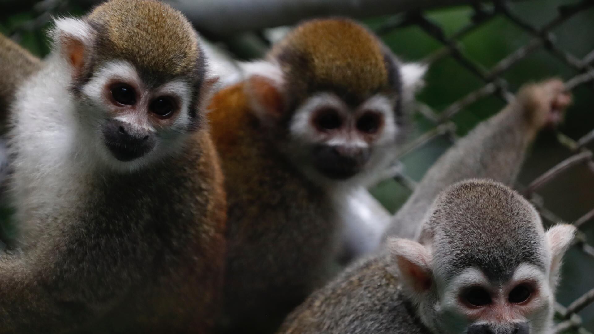 Monos rescatados de laboratorio en Cali