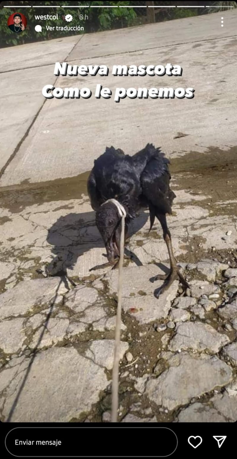 Westcol maltratador de animales: Subió una foto a redes de un ave atada con una cabuya en el cuello