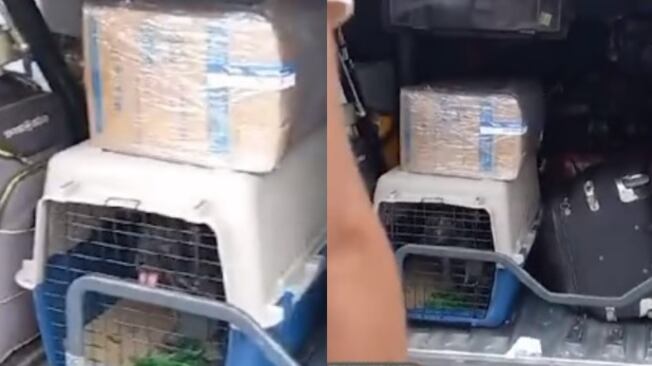 Empresa de transporte respondió por perrito que viajaba en un guacal en la bodega de carga de un bus.