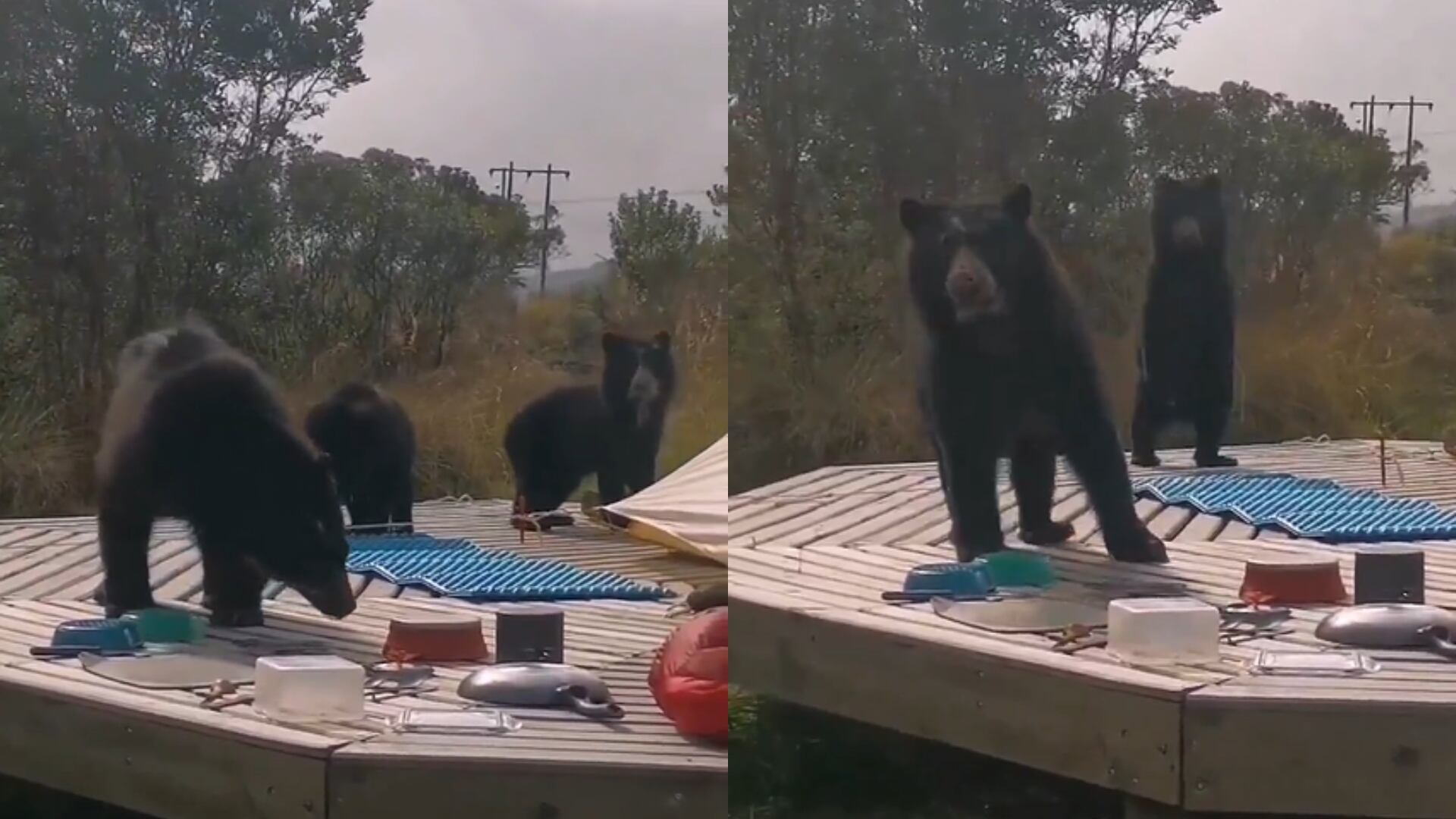 Avistamiento de osos andinos en el Parque Nacional Natural Chingaza.
