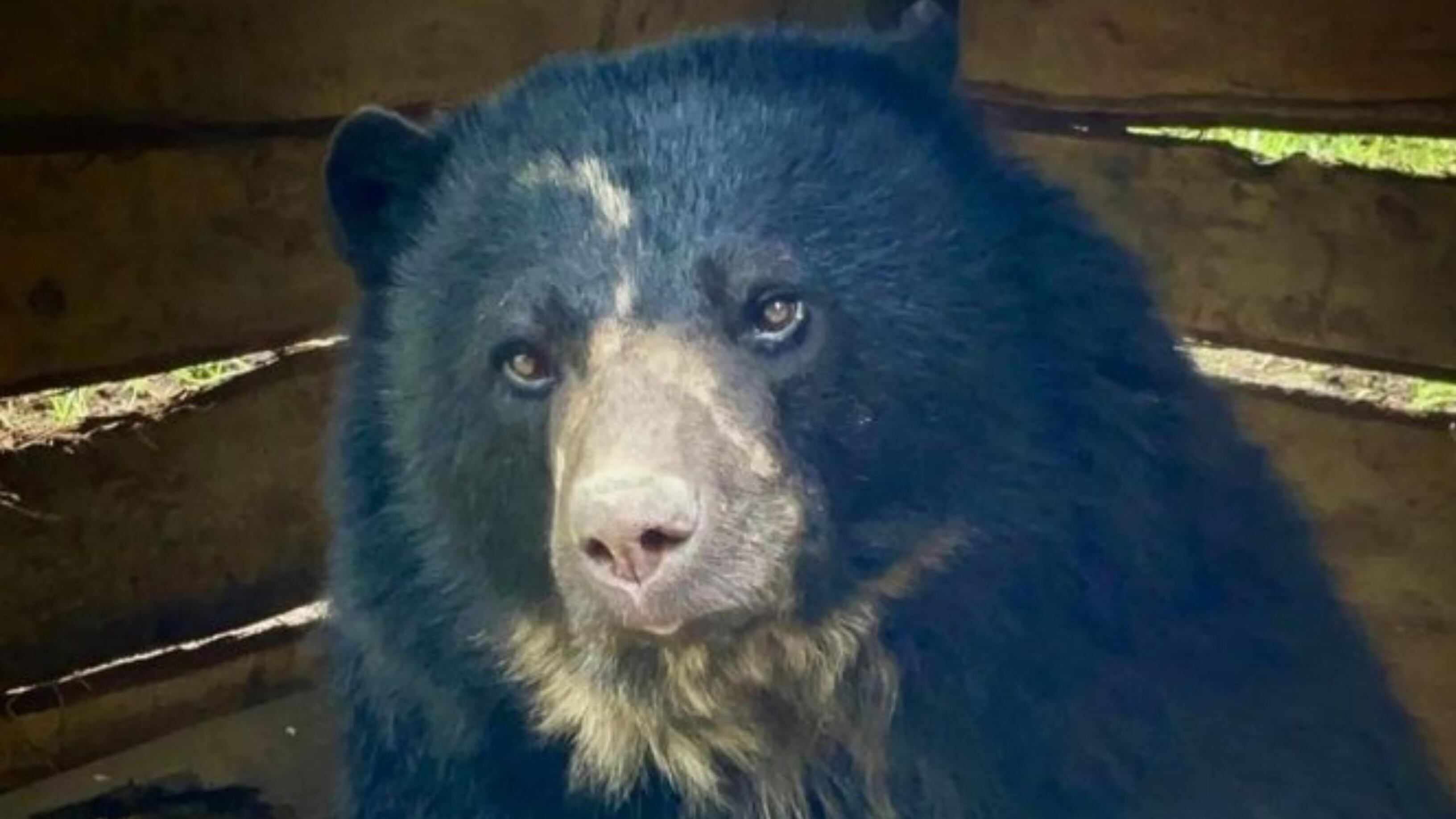 Tras 14 días de la salida del Oso Andino Tamá de la Reserva Natural Bioparque Wakatá, el Parque Jaime Duque
informa a toda la comunidad, que el oso ya se encuentra nuevamente sano y salvo en el Bioparque.
