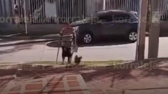Mujer pasea inusual mascota por las calles.