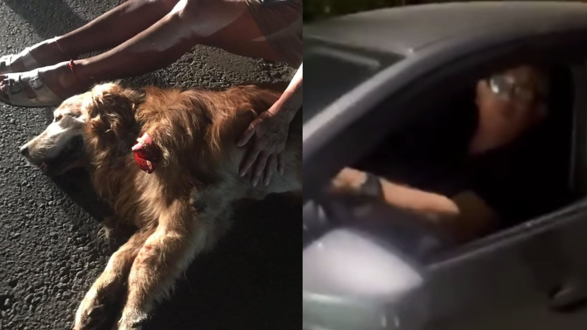 Rechazo a conductor señalado de huir tras atropellar a un perro en Jamundí: "por animales no paro"