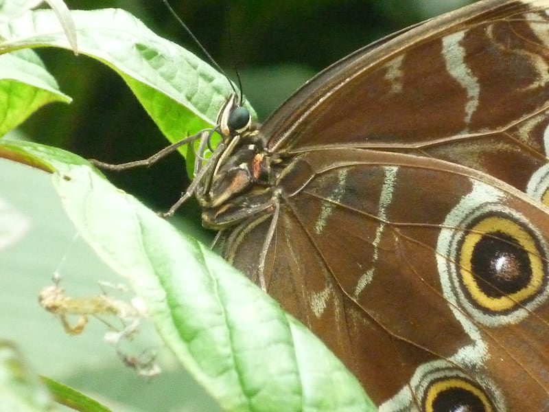 Animales en Costa Rica