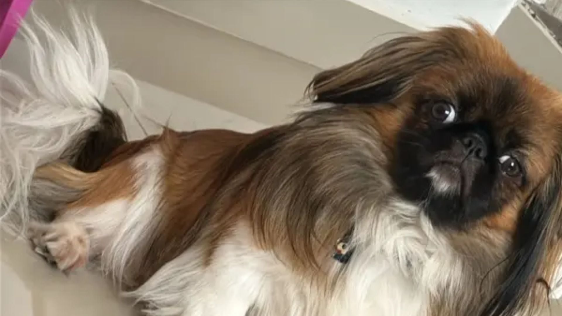 Los conductores del Vehículo se negaron a llevarlo en la cabina