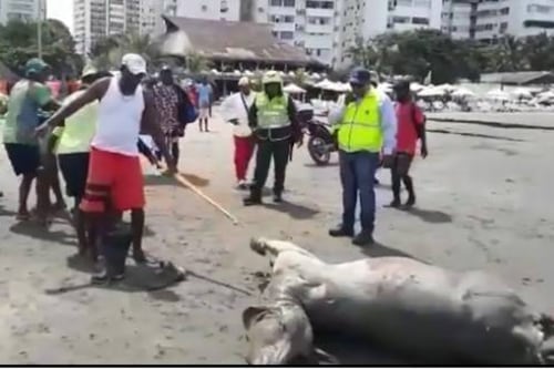 Encuentran a un novillo muerto en playa de El Laguito en Cartagena
