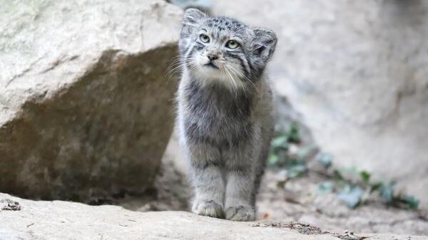 Parece tierno, pero puede ser feroz