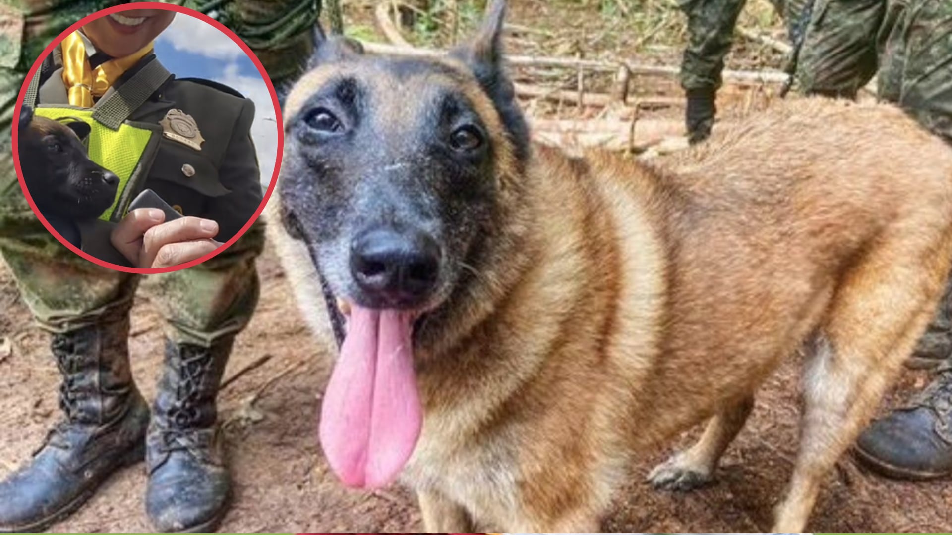 Este sería el cachorro hijo de Wilson, el canino que se perdió en las selvas del Guaviare