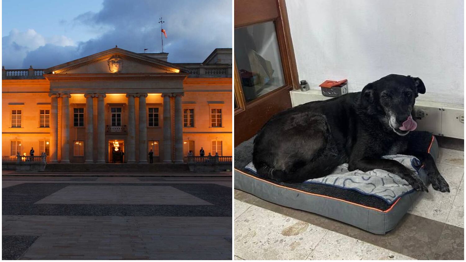 Negra es la mascota de la Casa de Nariño