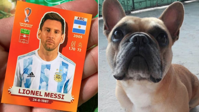 a cambio de perro robado