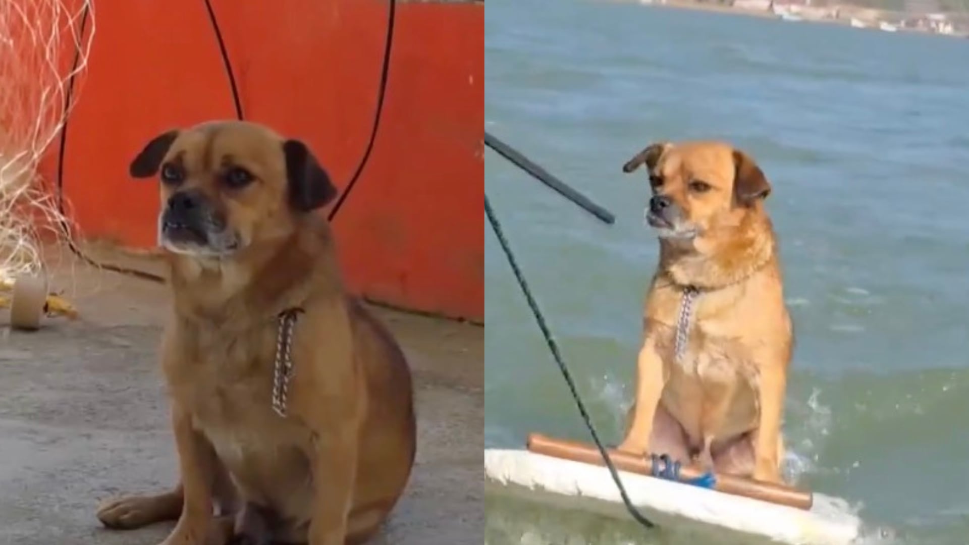 Marihuano el perro que le gusta surfear en Veracruz