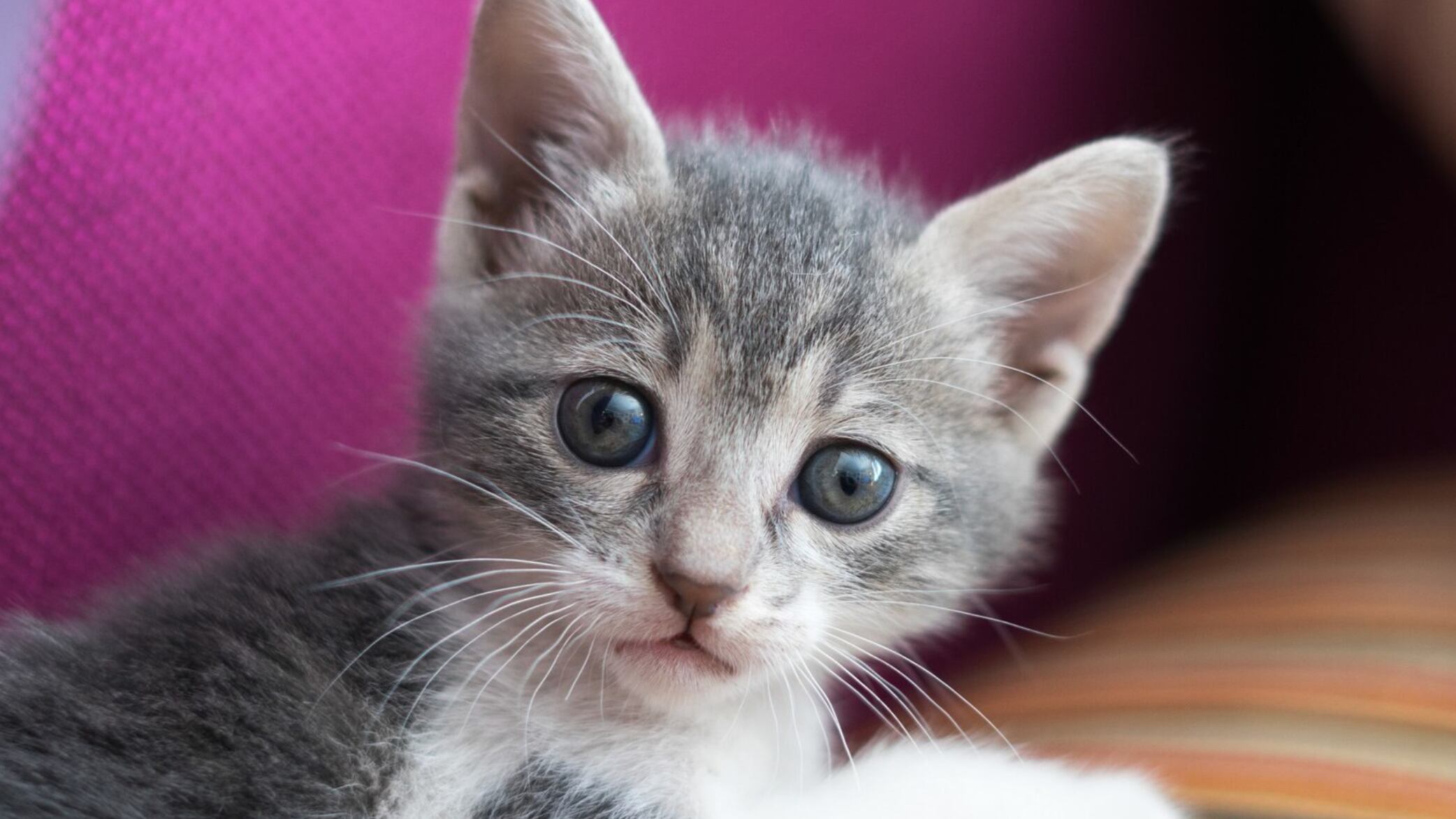 Es un instinto nato de los gatos