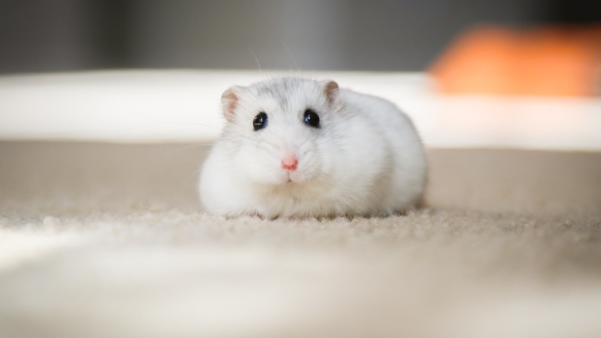 Hamster