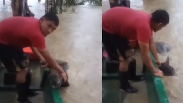 Foto dolor en Puerto Libertador: inundaciones ahogan a caballo y dejan en ruinas a familia campesina.