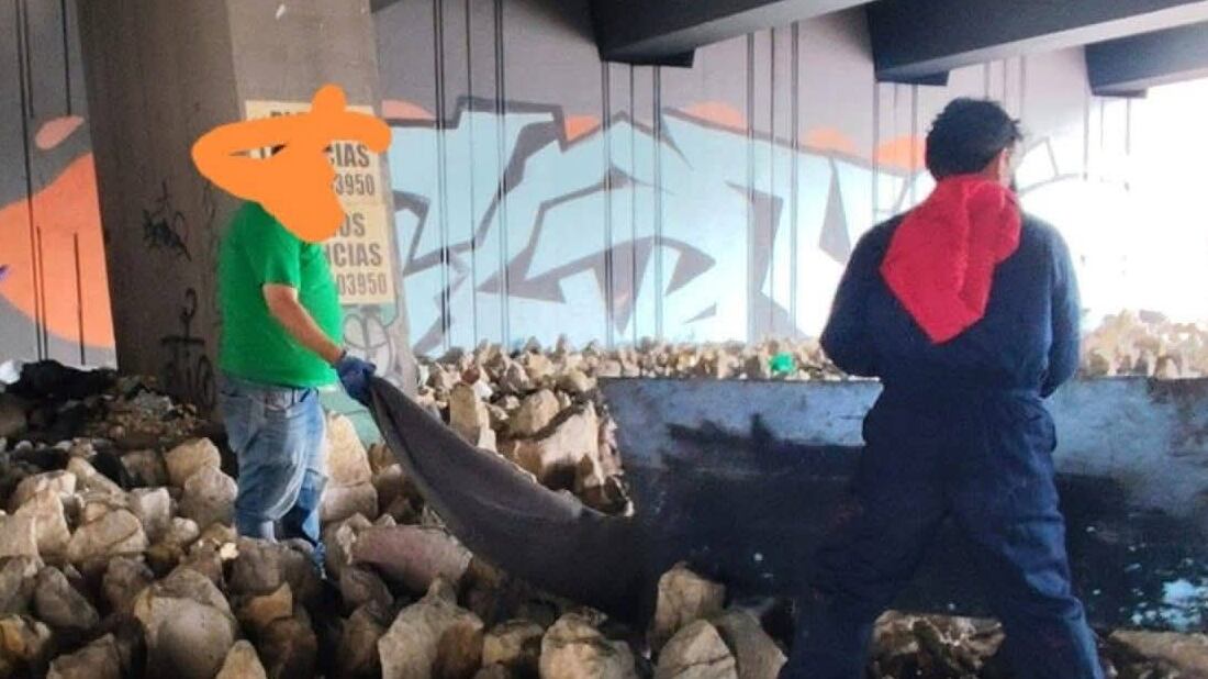 Instituto Distrital de Protección y Bienestar Animal