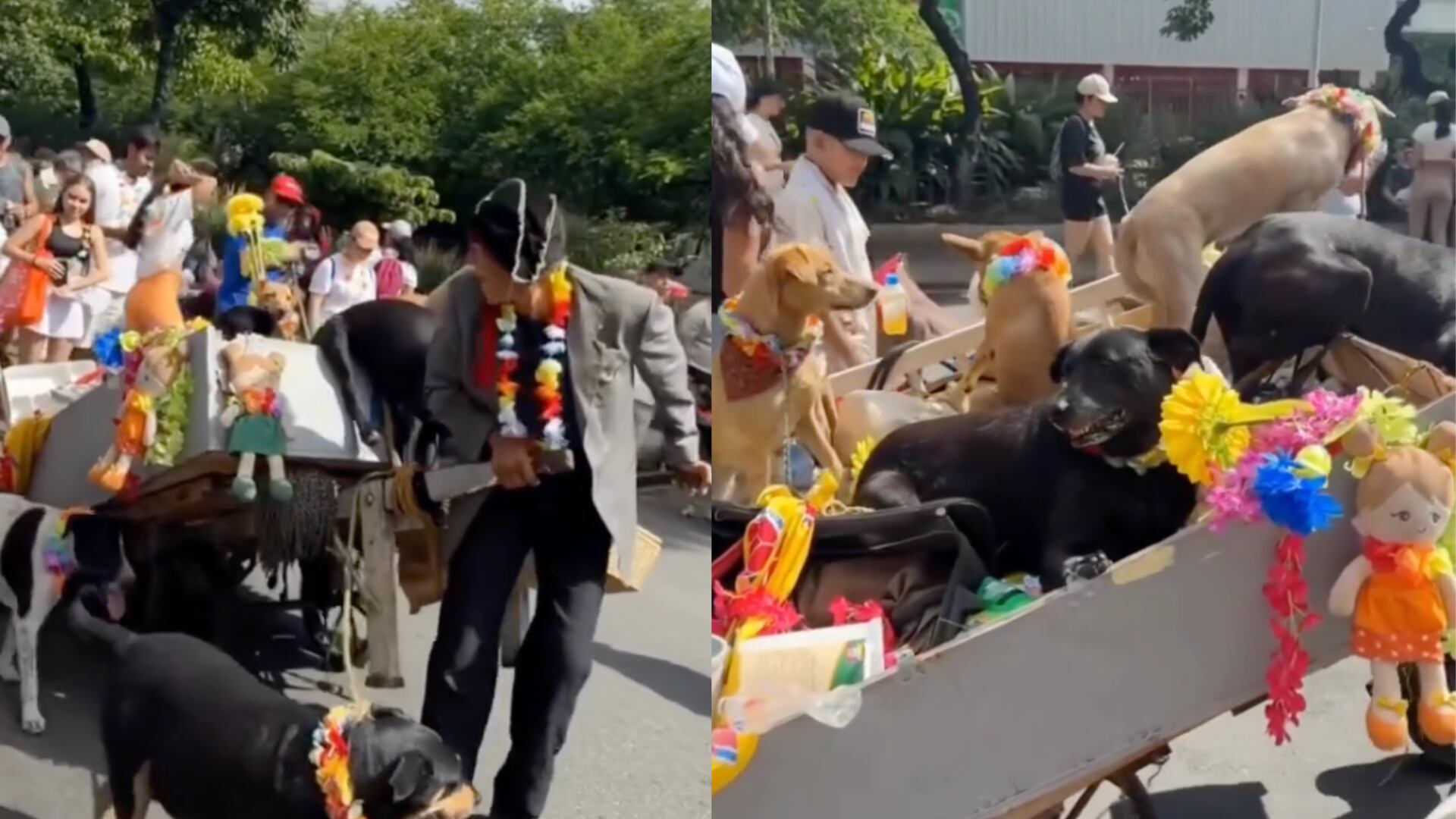 Carroza Canina en la Feria de las Flores de Medellín
