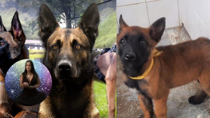 ‘Experta en almas de animales’ asegura que Wilson puede ser encontrado si los colombianos siguen su estrategia espiritual