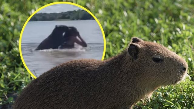 Chigüiro se vuelve tendencia en rede sociales luego de pelearse con una niña en un humedal de Antioquia
