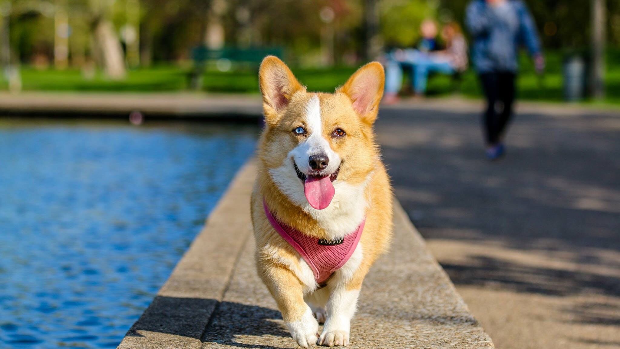 Perros (referencial)