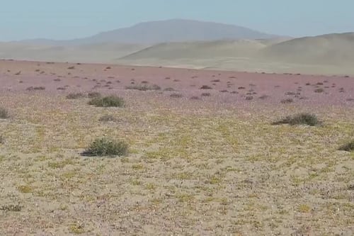 (Video) El “milagro” de las flores de Atacama bajo la amenaza del cambio climático