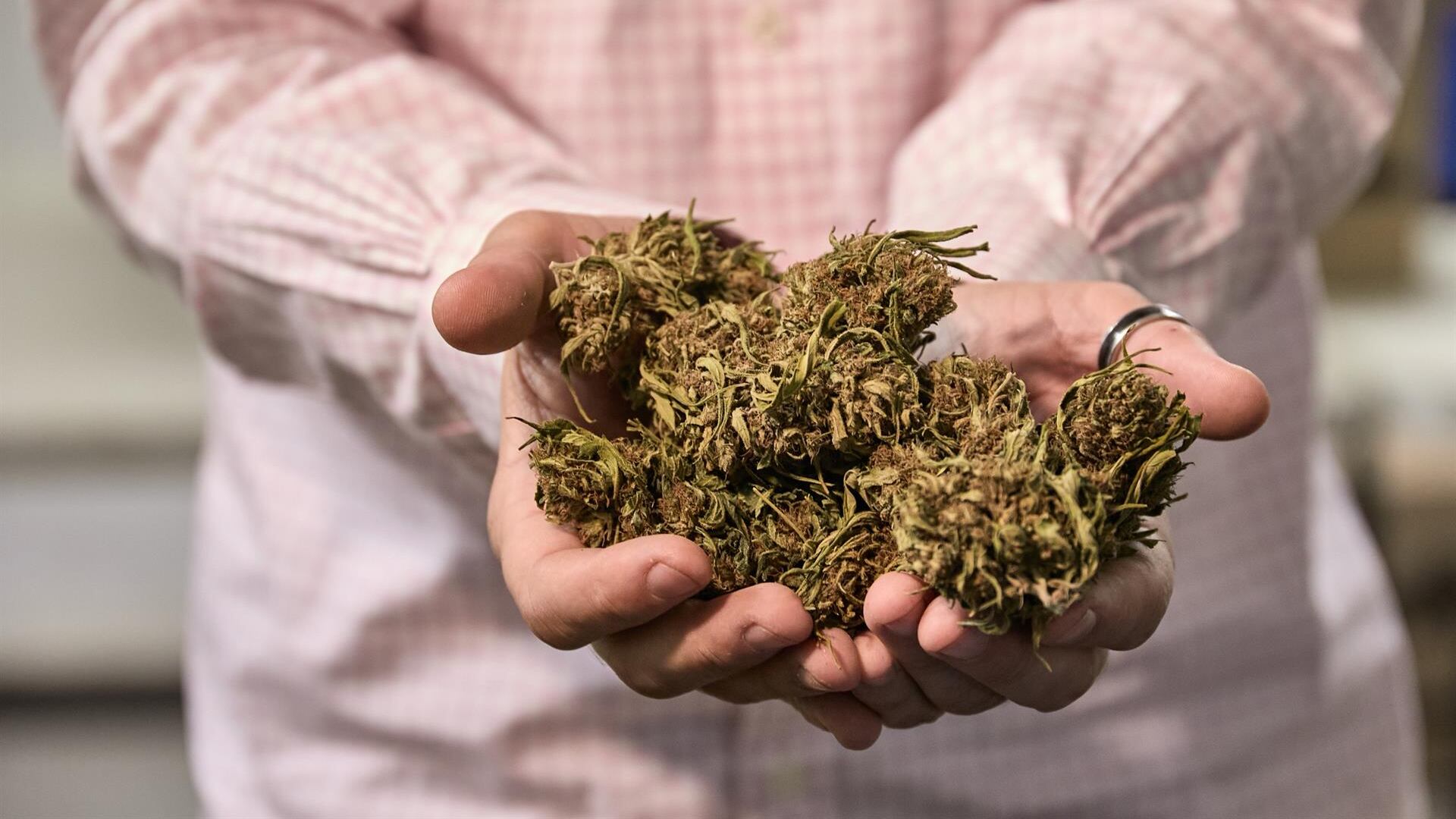 Consumo recreativo de la marihuana