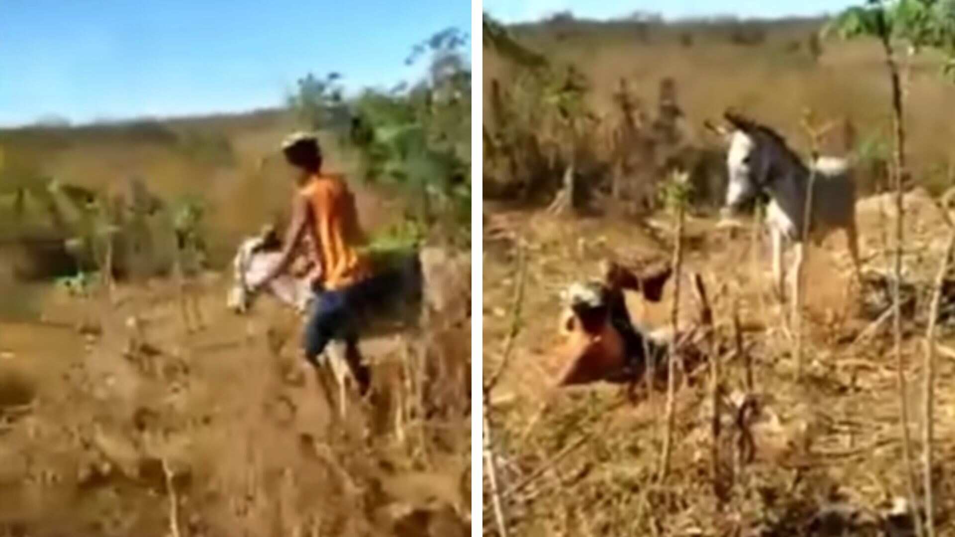 Hombre atacó a un burro y el animal reaccionó agresivamente.