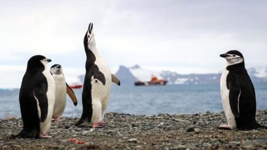 Hallan microplásticos en la dieta de los pingüinos de la Antártida