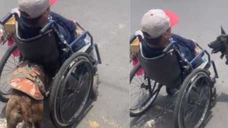 Perrito ayuda a su humano en silla de ruedas