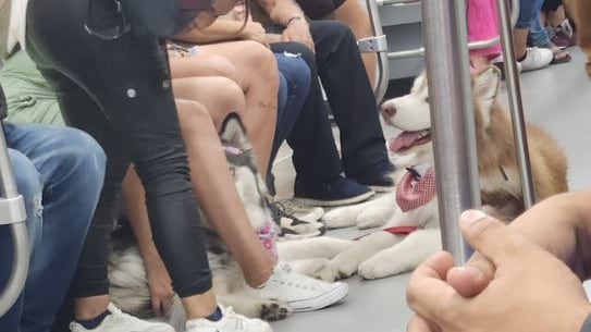 Transporte de perros en el Metro de Medellín