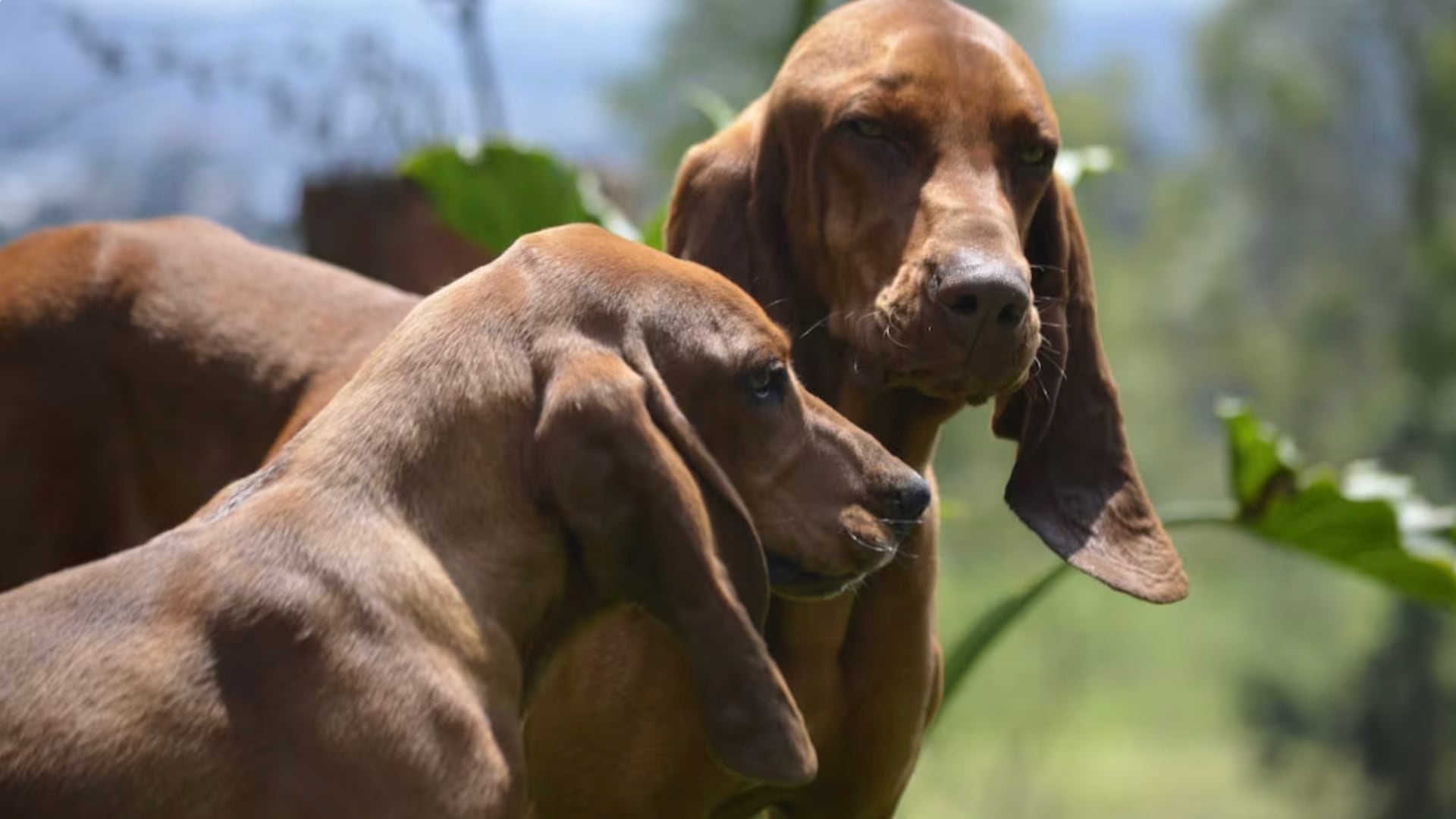 Sabueso fino colombiano