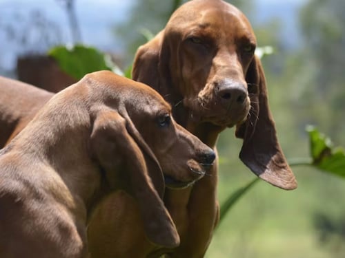 El Sabueso Fino Colombiano: La historia detrás de la única raza oficial del país reconocida por la FCI